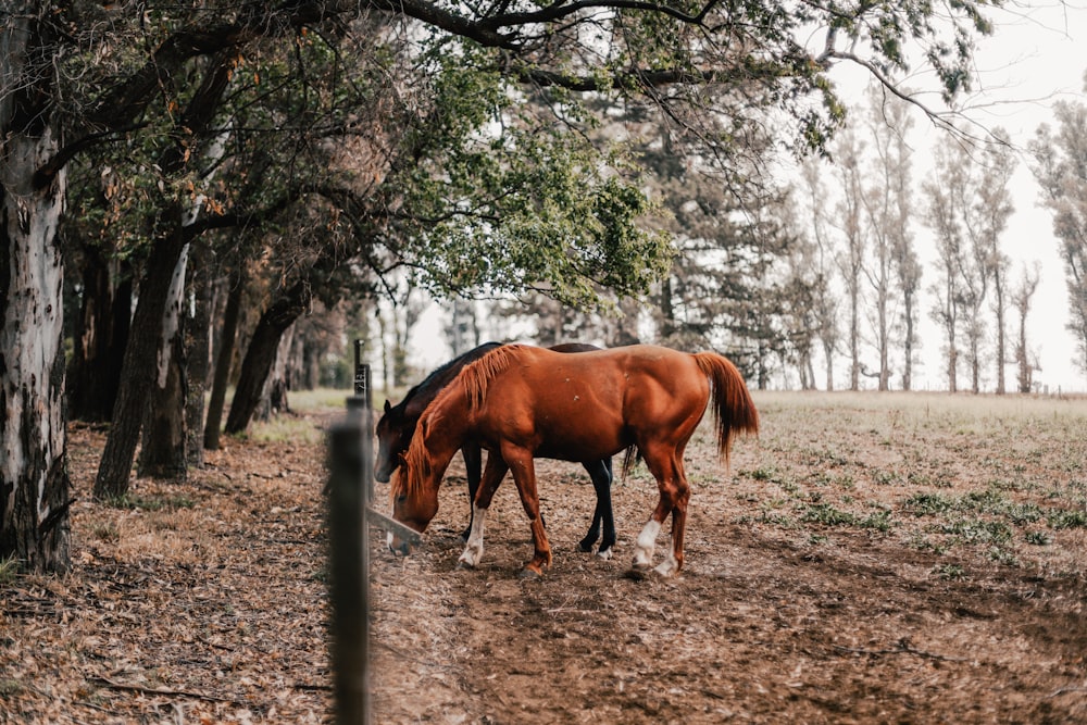 brown horse standing on brown soil during daytime