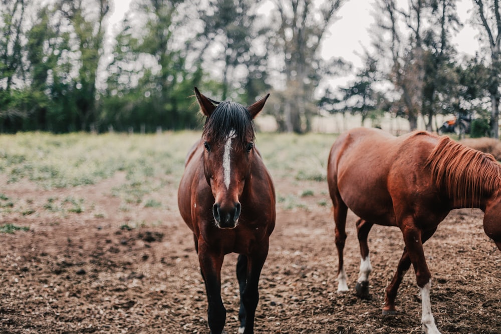 brown horse on brown field during daytime