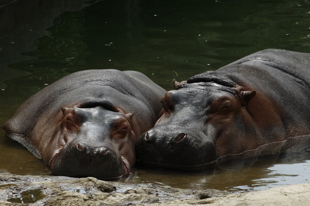 brown leather animal on body of water during daytime