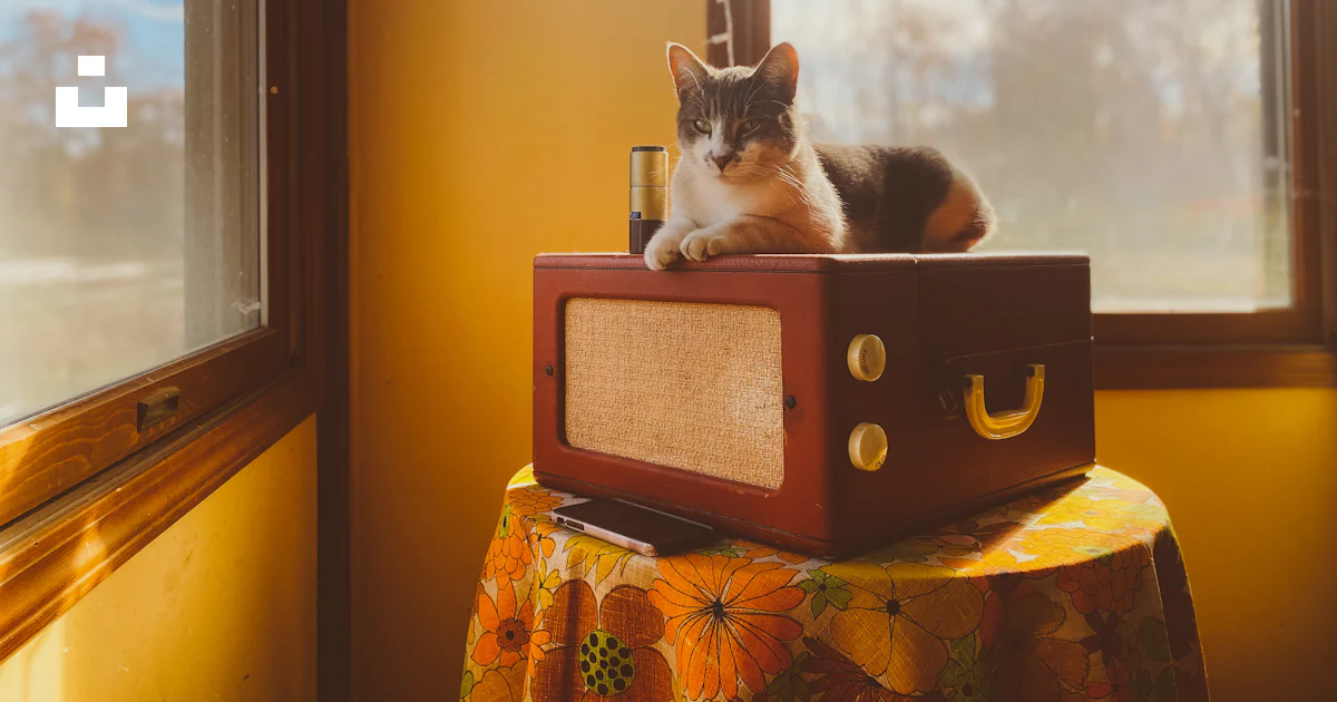 Black and white cat on black box photo – Free United states Image on ...