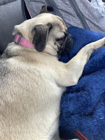A pug enjoying a grooming session with gentle brushing on a cozy blanket.