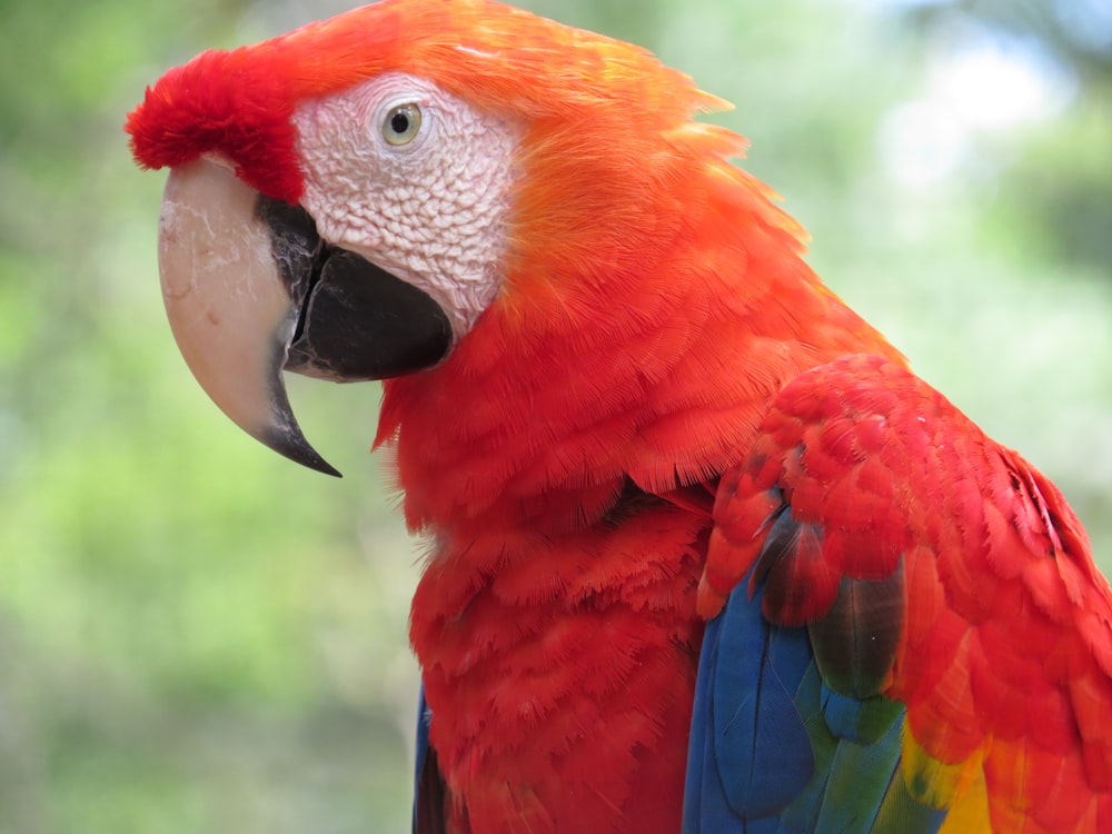 red blue and green parrot