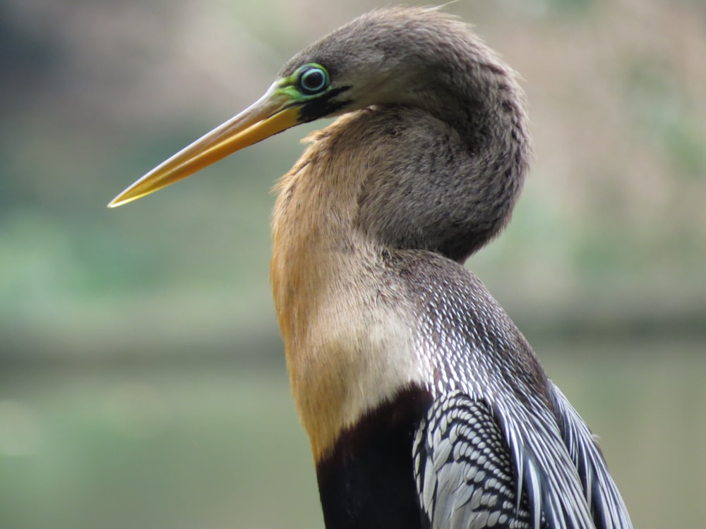 black and white bird in close up photography