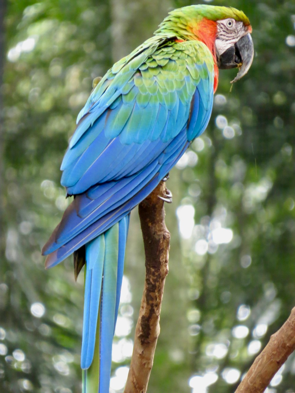 blue yellow and green parrot on brown tree branch