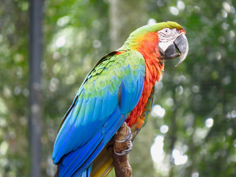 blue red and green parrot on brown tree branch
