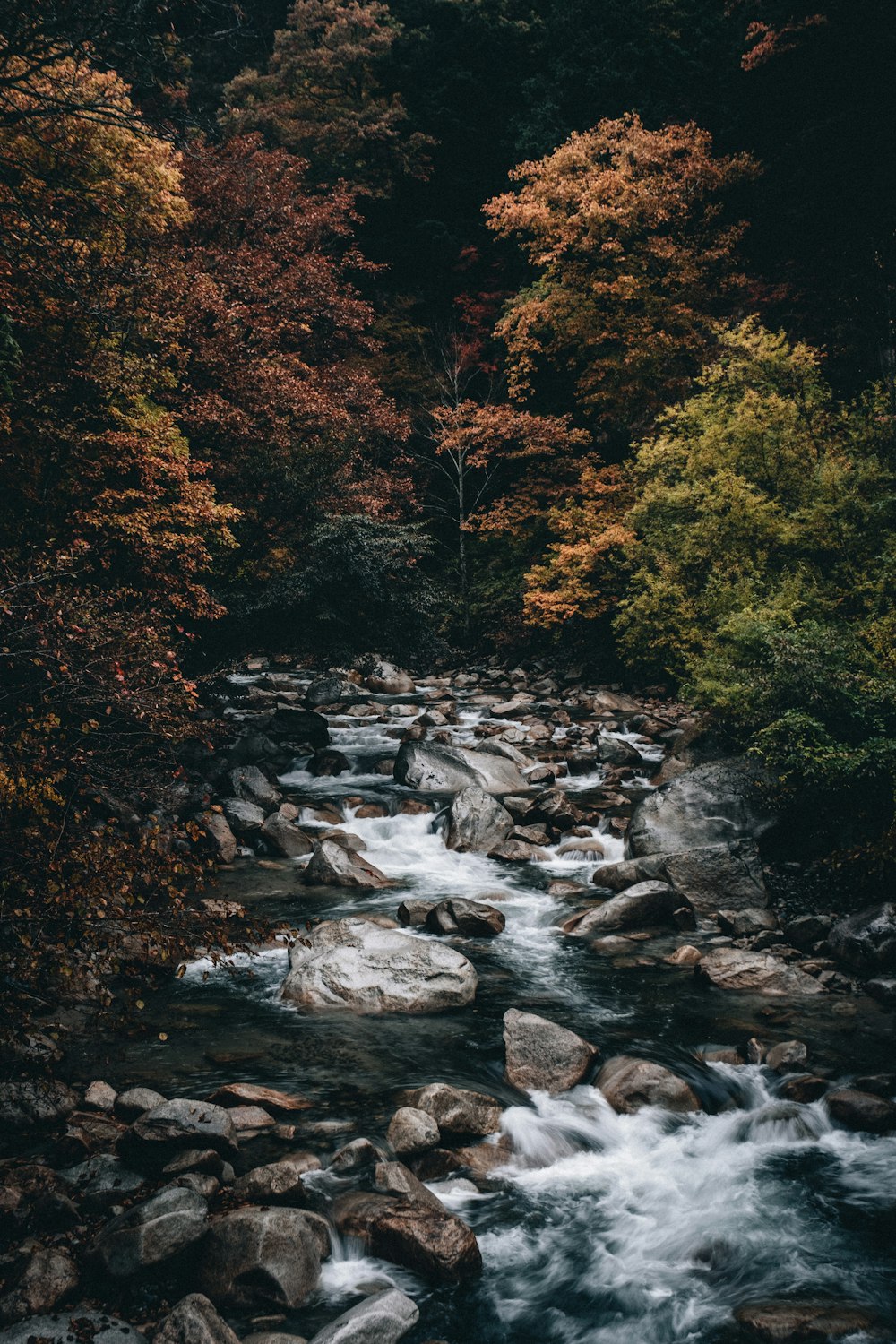 río en medio del bosque