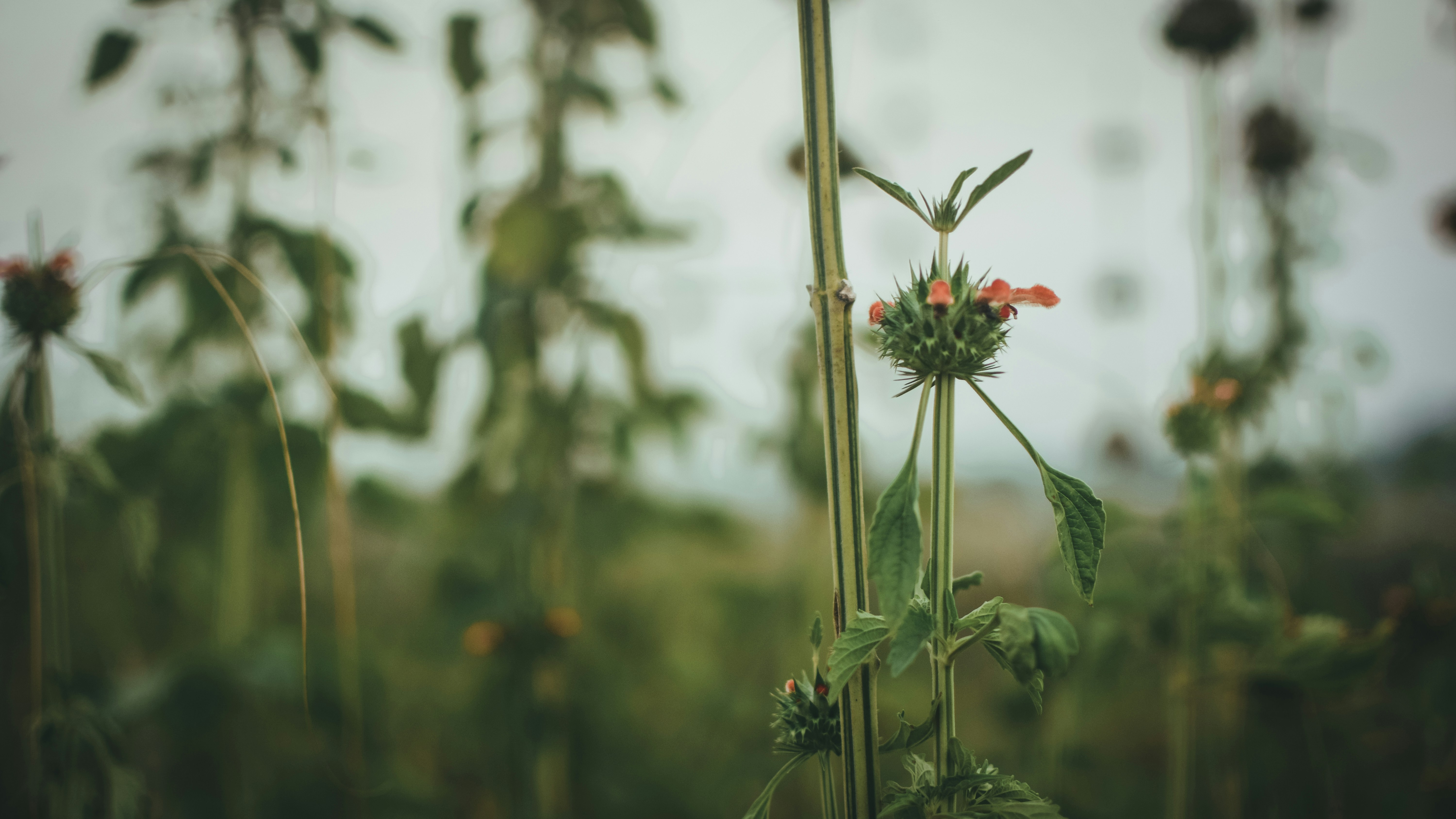 Photo by in_a_dustyblackcoat