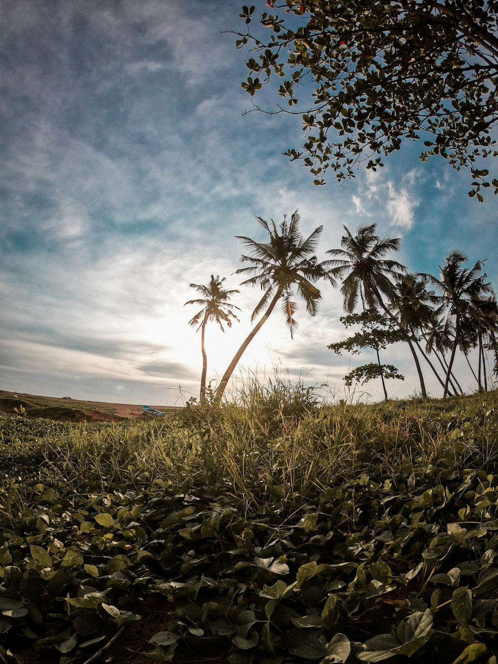 green grass field under blue sky during daytime