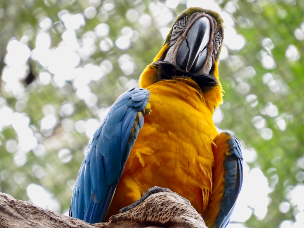 yellow blue and orange parrot