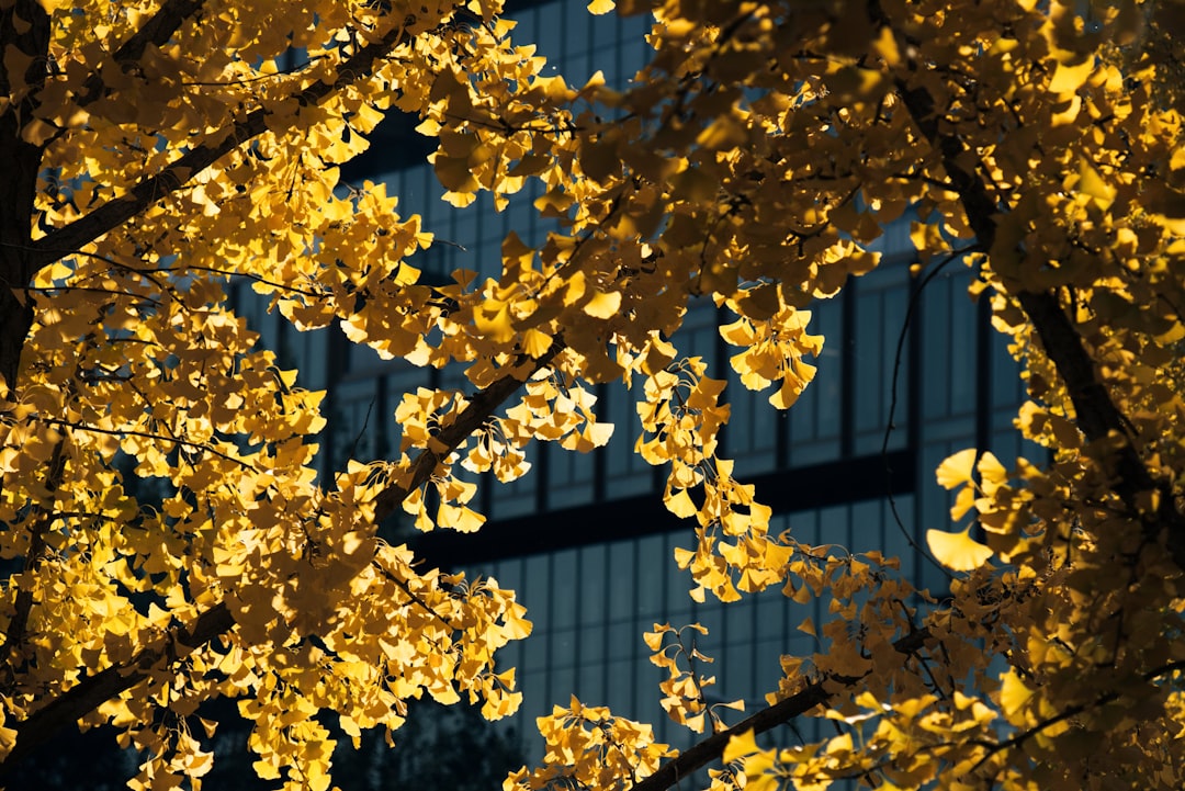 yellow leaves on tree during daytime