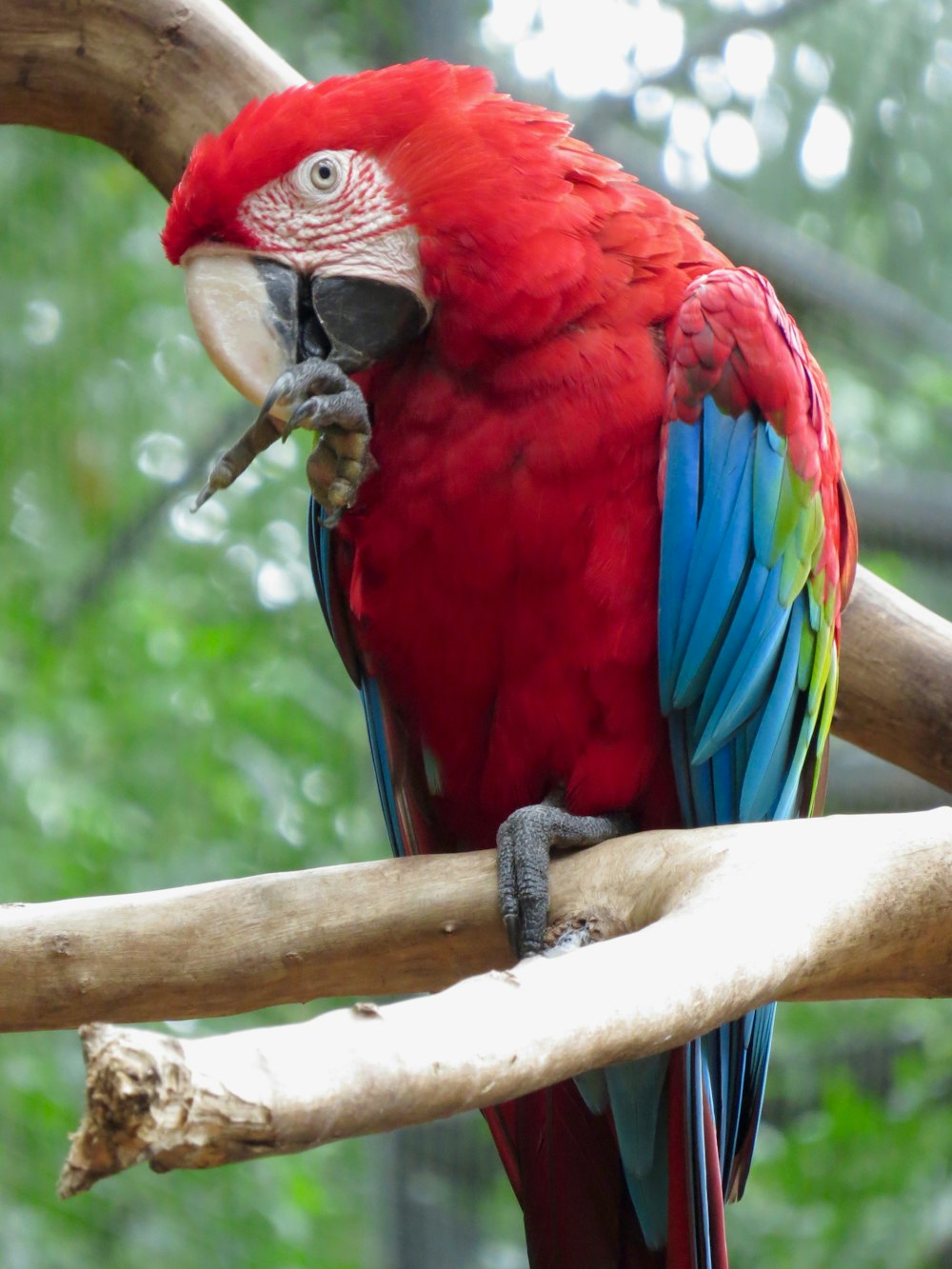 赤、青、緑のコンゴウインコ