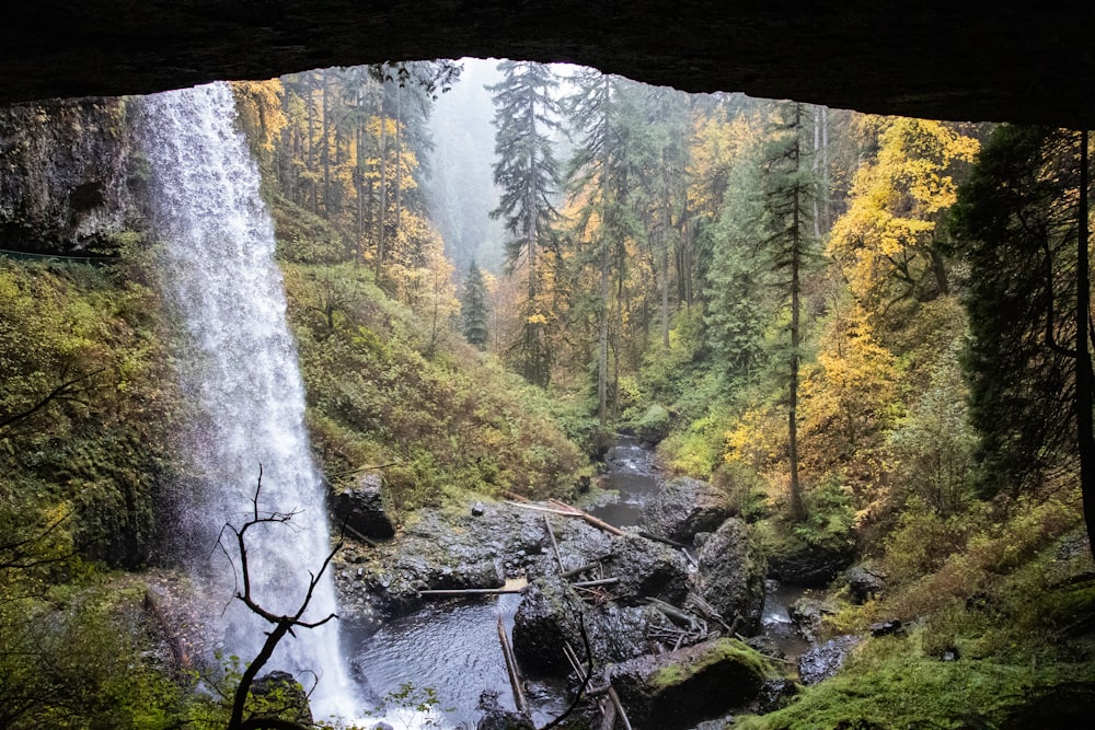 water falls in the middle of green trees