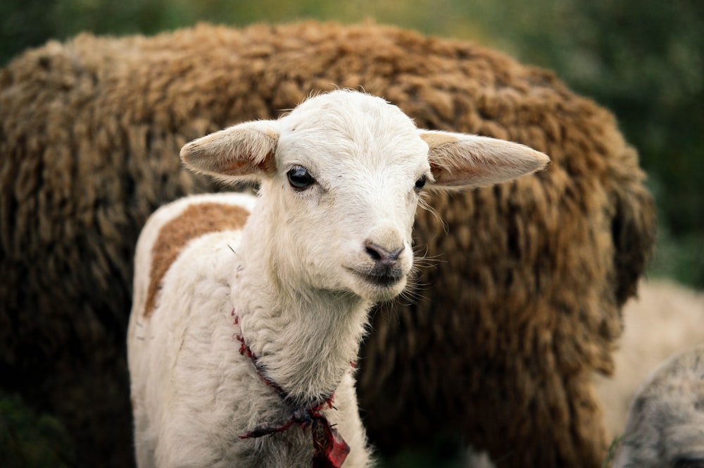 white sheep on brown grass field during daytime