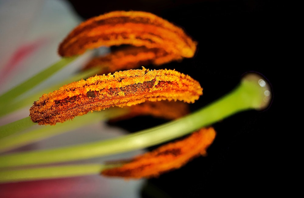 yellow and white flower in close up photography