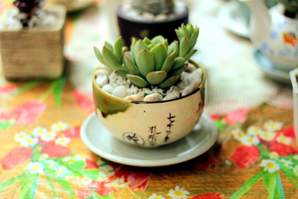 green succulent plant on white ceramic bowl