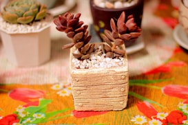 A small succulent plant is displayed in a textured beige pot filled with white pebbles. In the background, there are other small potted succulents placed on a vibrant, floral-patterned tablecloth.