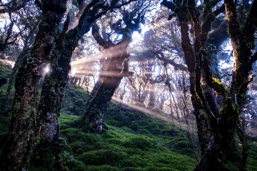 Campo de hierba verde con árboles