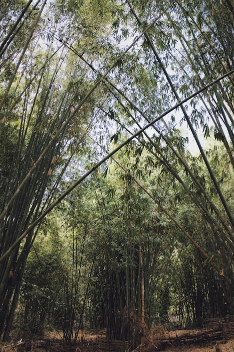 Bamboo garden