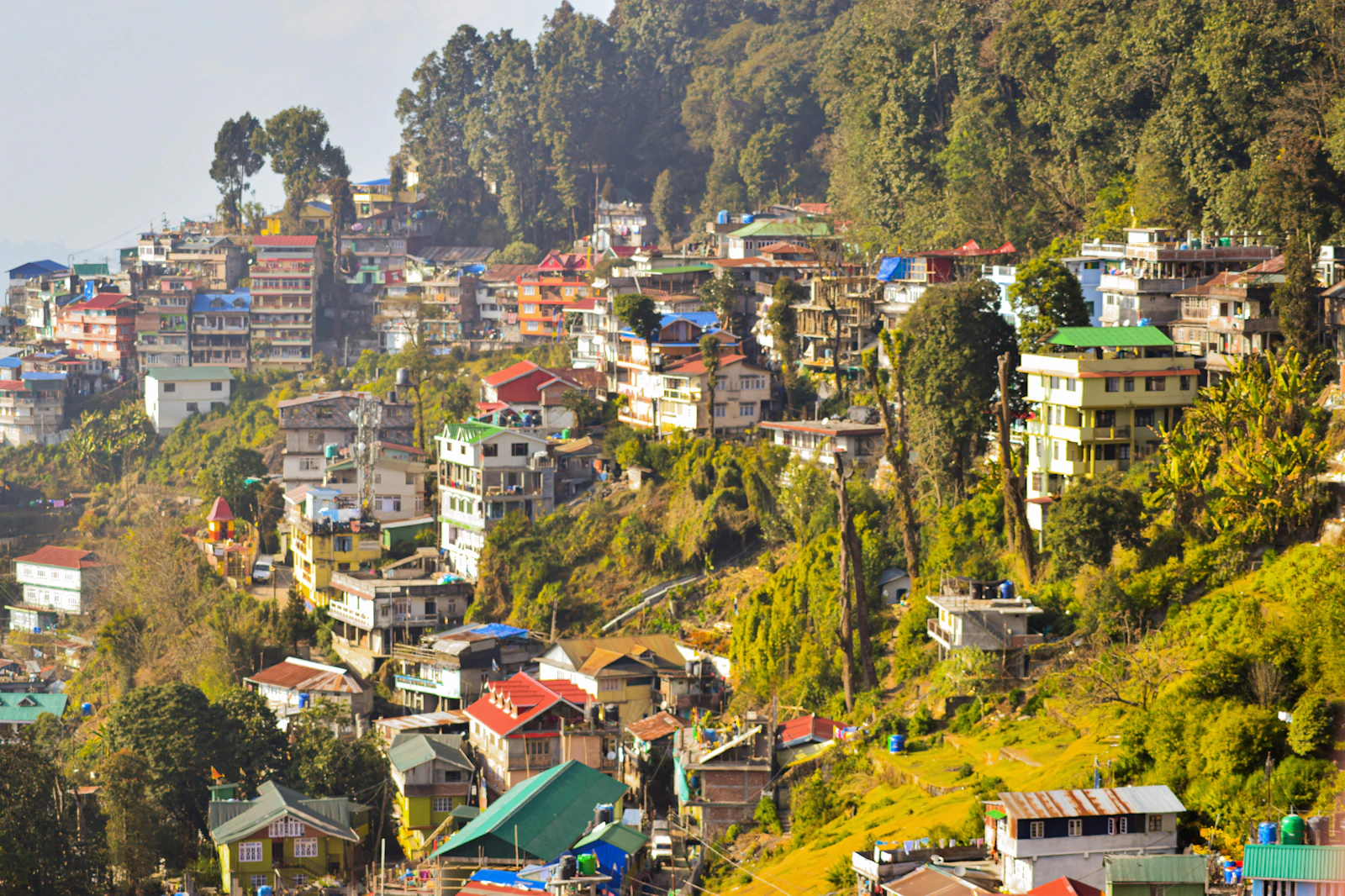 Darjeeling's painted houses and hotels stacked down the forested ridge in early sun, tall trees crowning the top of the hill