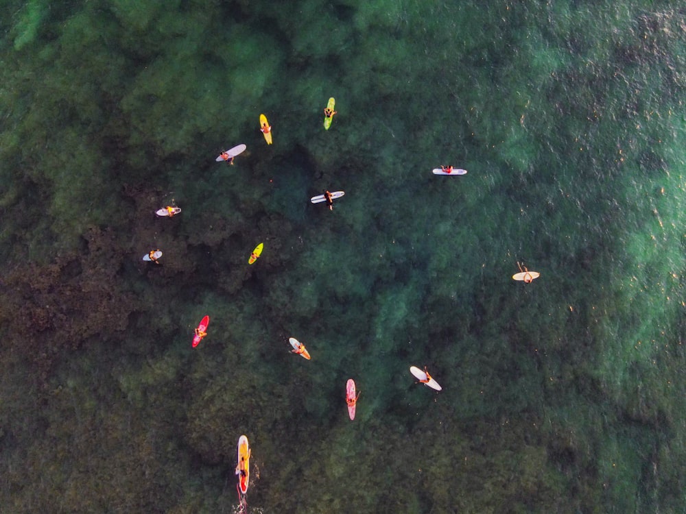 Poisson rouge et jaune sur un champ d’herbe verte