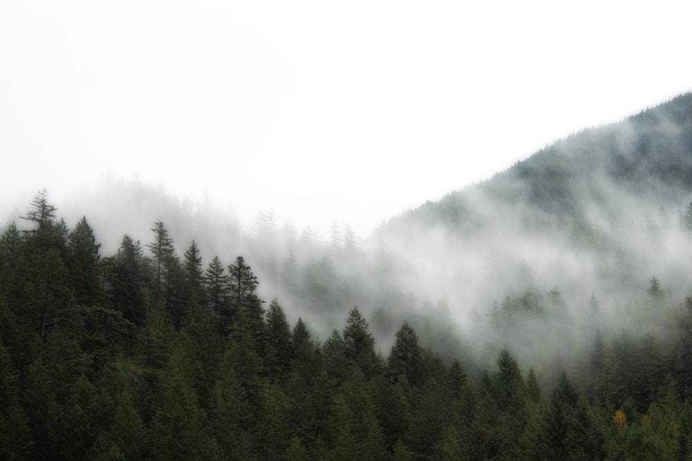 green trees under white clouds