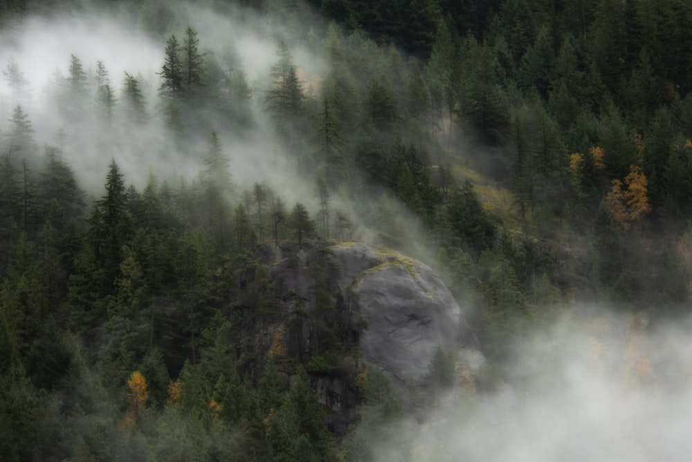 green trees on mountain during daytime