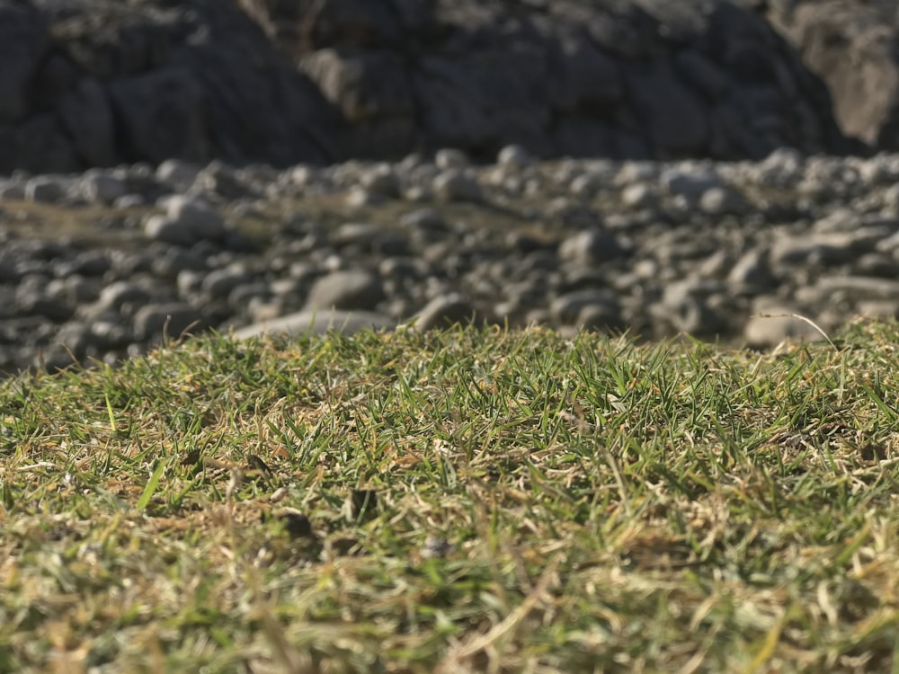 green grass field during daytime