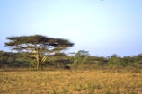 A serene Ugandan landscape symbolizing environmental conservation efforts.