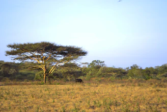 A serene sunrise over the African savannah with a lone acacia tree silhouetted against the golden sky.