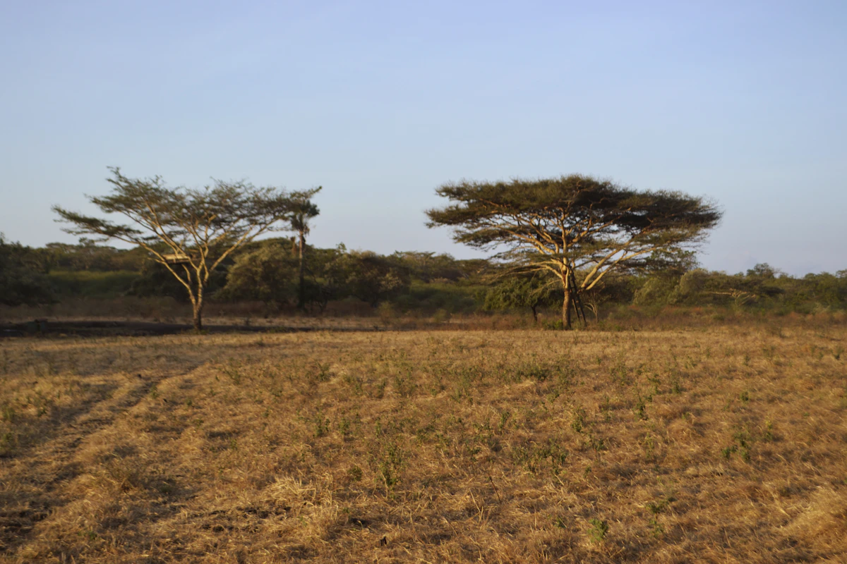 Bekol savanna at sunrise with Mount Baluran behind and rusa deer grazing on the dry grass