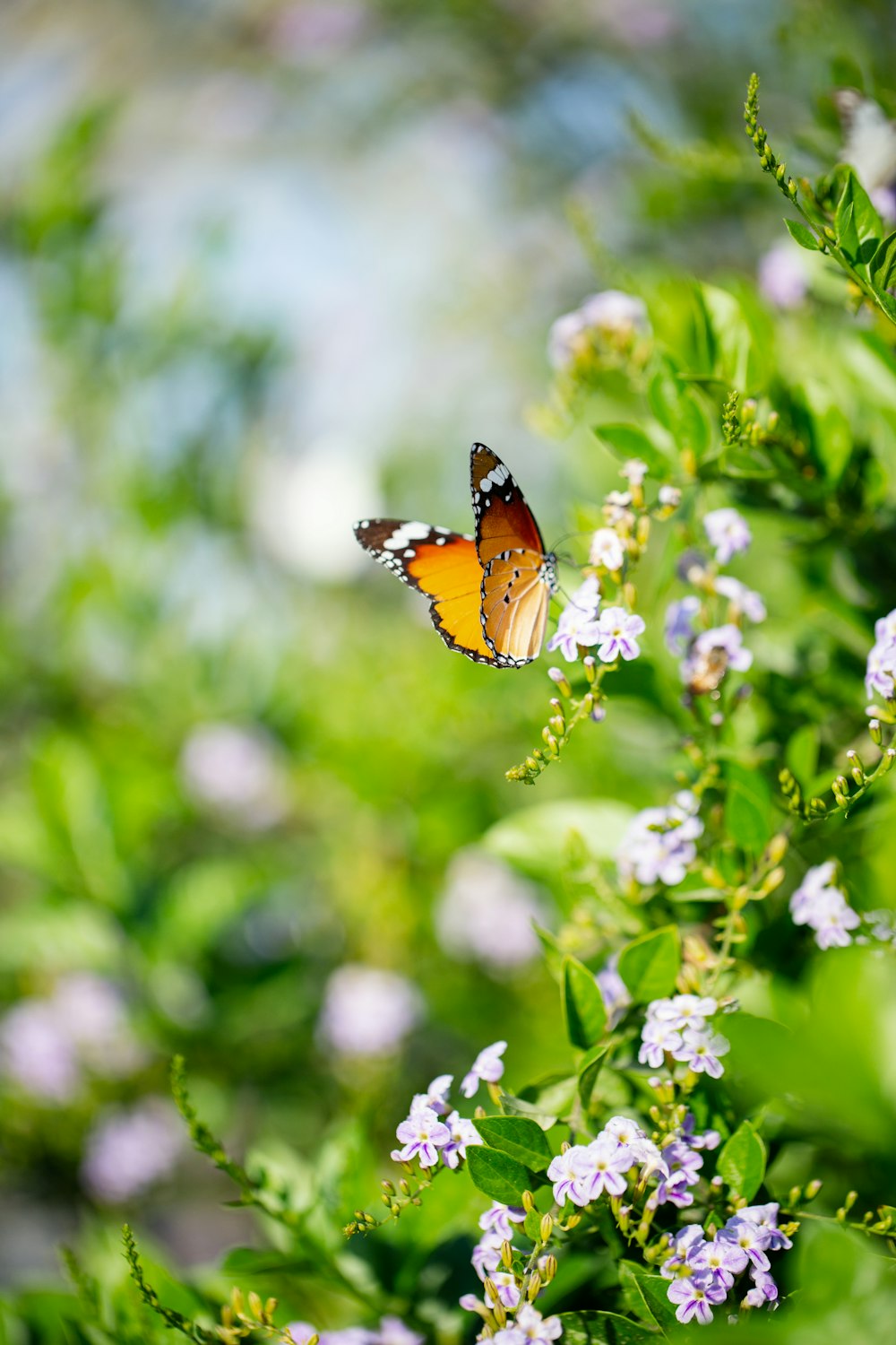 borboleta marrom e preta na planta verde durante o dia