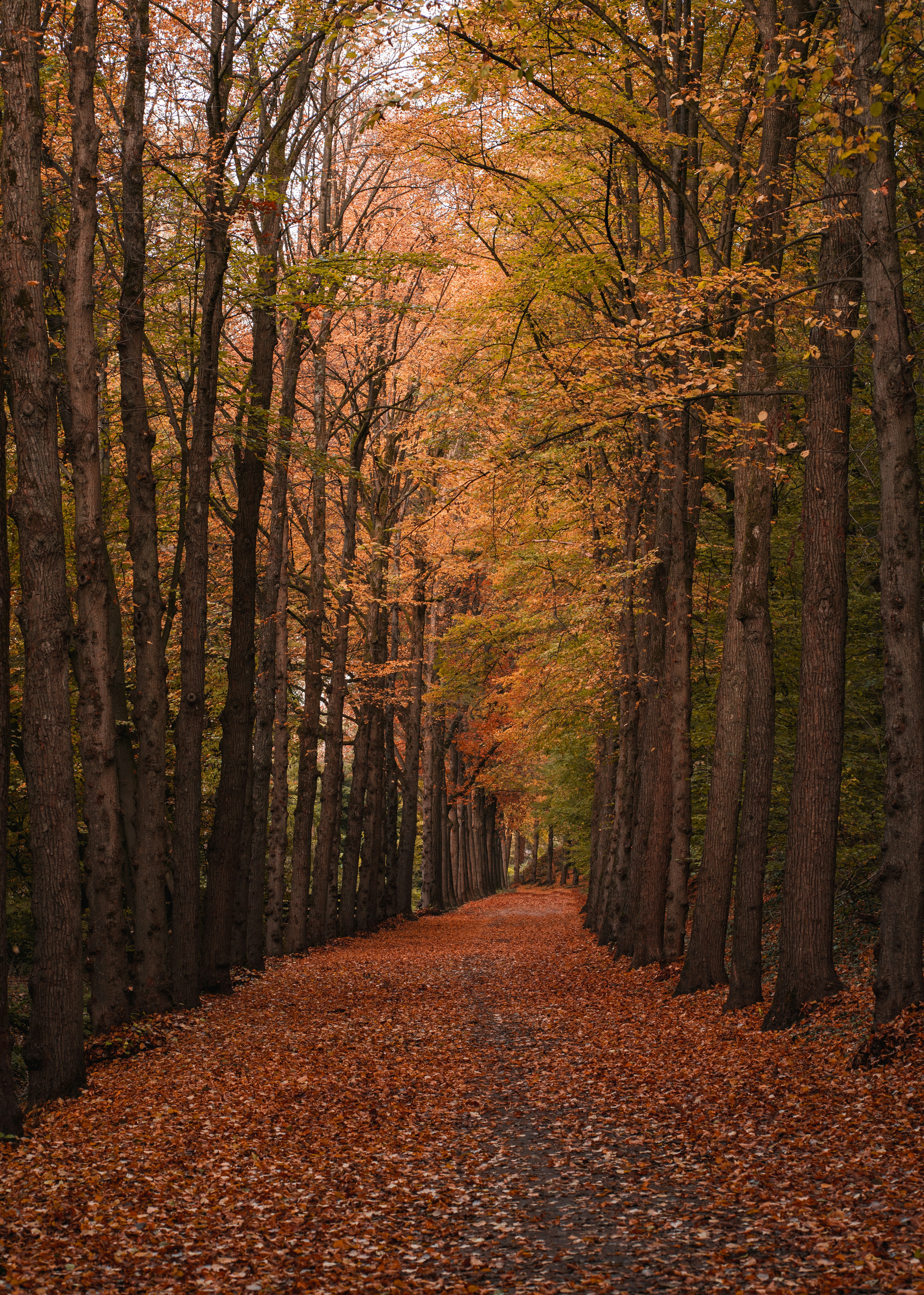 brown pathway between green trees during daytime