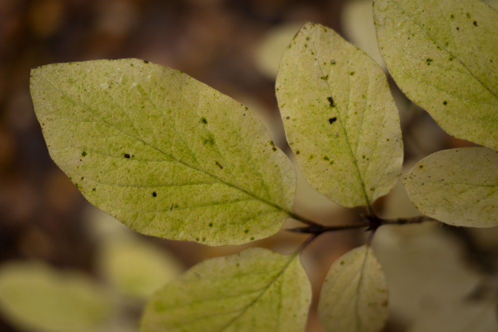 green leaves in macro lens