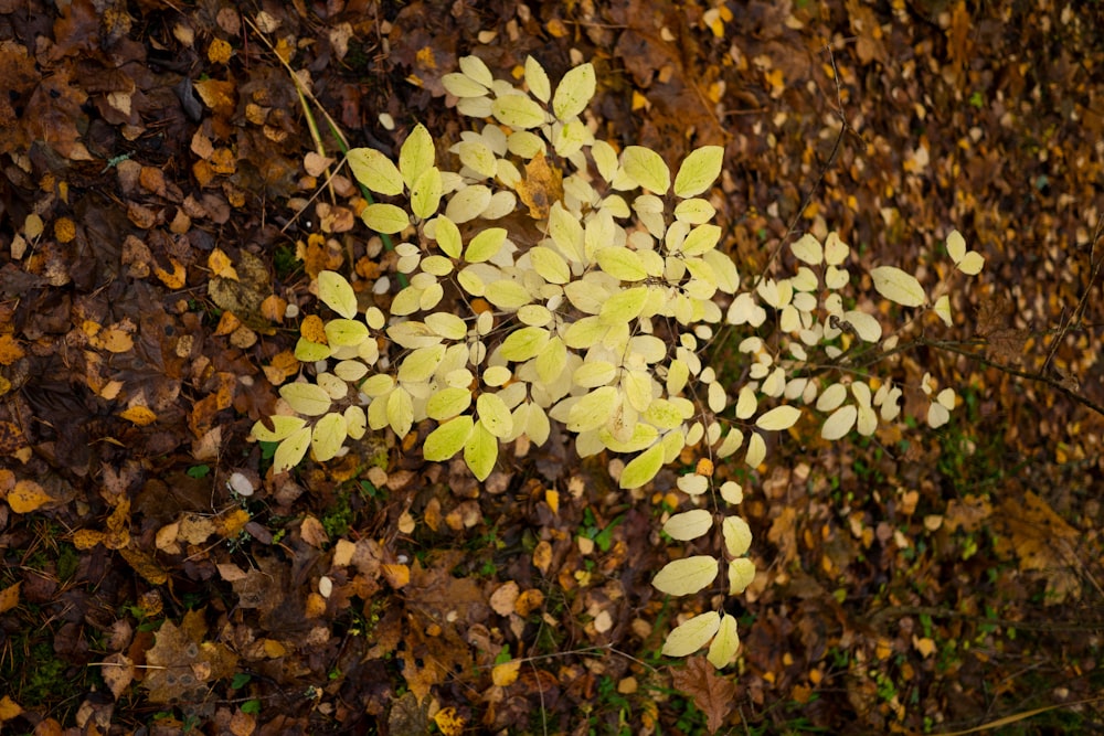 yellow flowers on brown soil