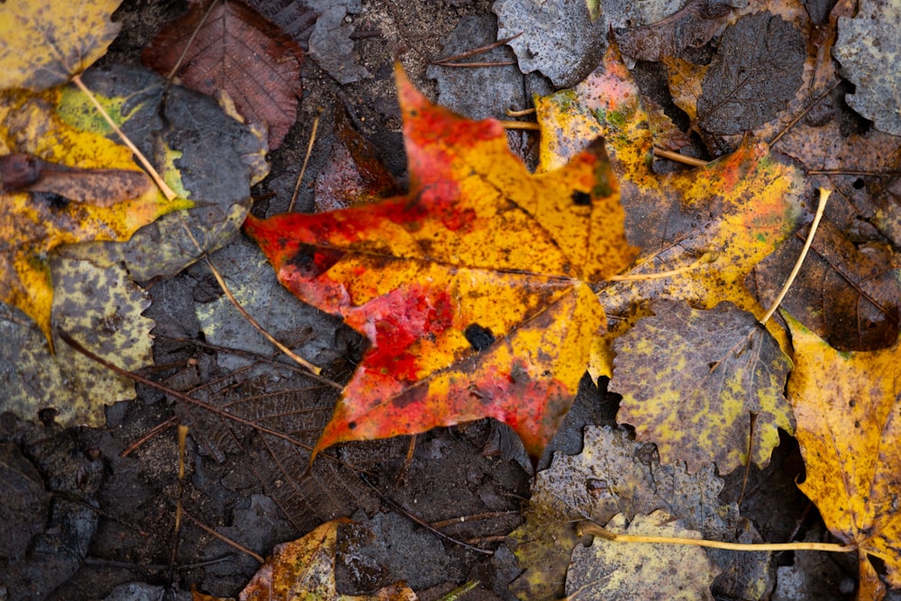 brown maple leaf on gray concrete ground