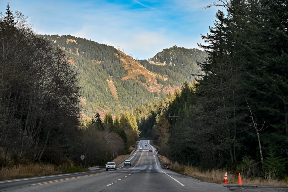 gray asphalt road between green trees under blue sky during daytime