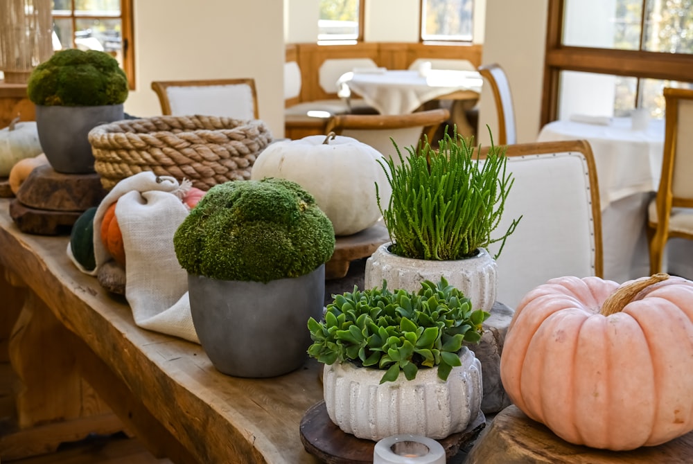 green plant on white ceramic pot