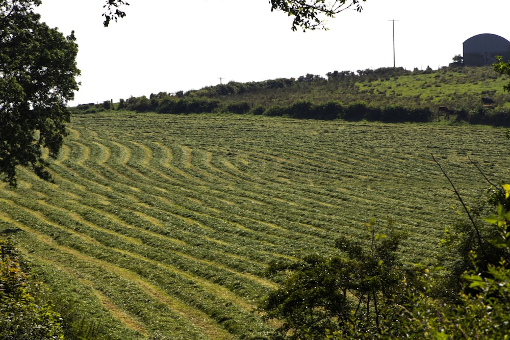 green grass field during daytime