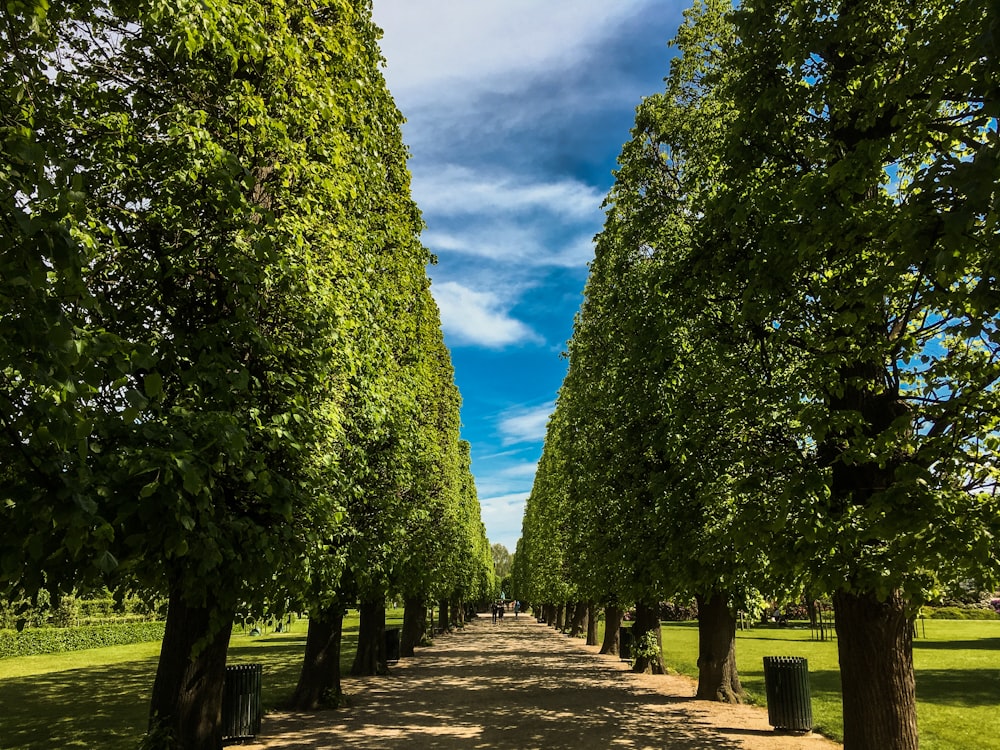 gray concrete pathway between green trees during daytime