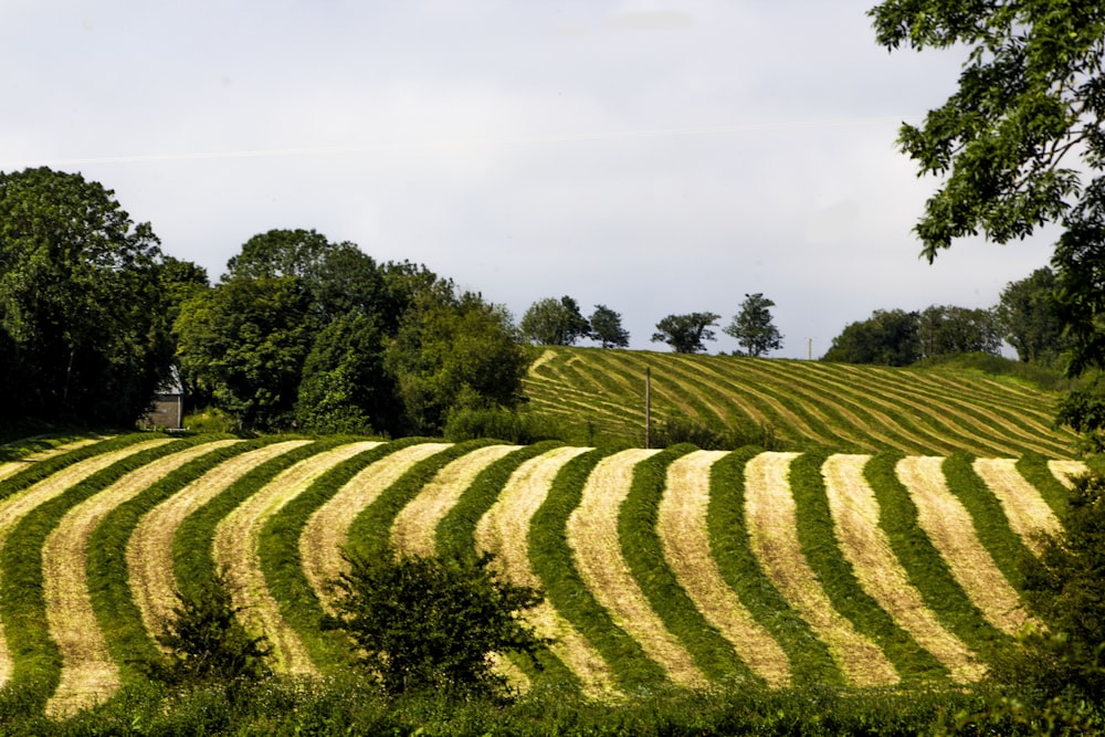 green grass field under white sky during daytime