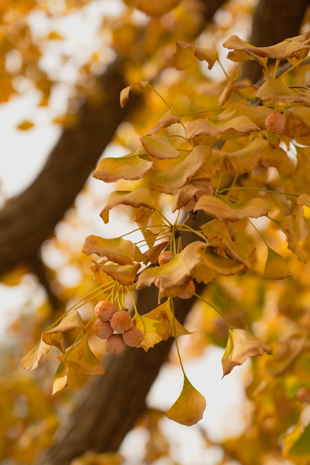 brown leaves on brown tree branch