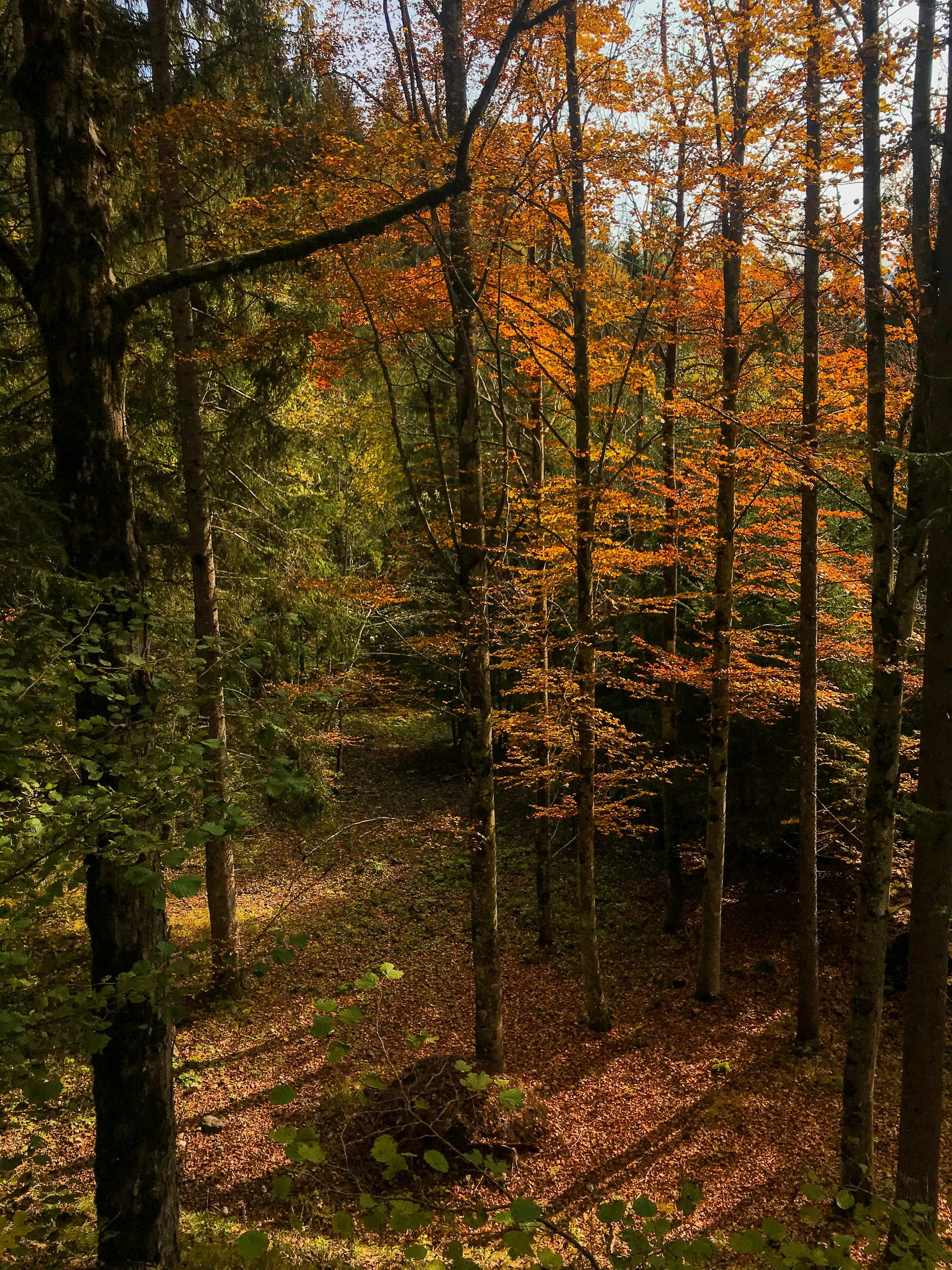 Photo by tyrannosara