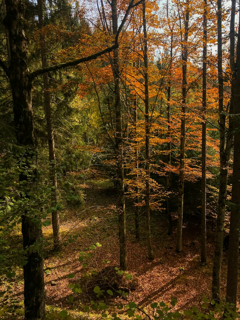 Person in schwarzer Jacke, die tagsüber im Wald spazieren geht