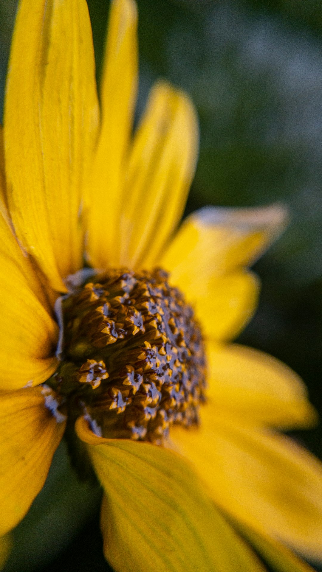 yellow flower in tilt shift lens