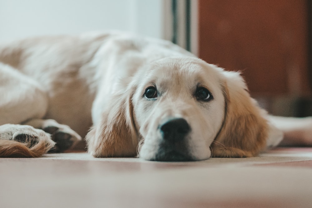 golden retriever lying on floor