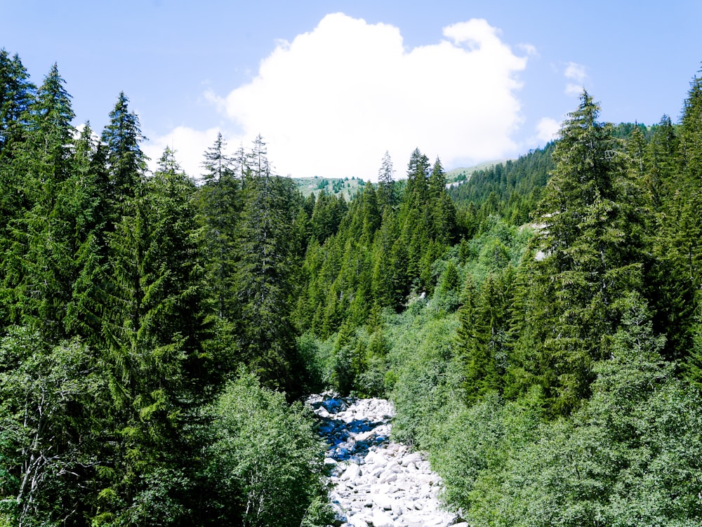 green trees under blue sky during daytime