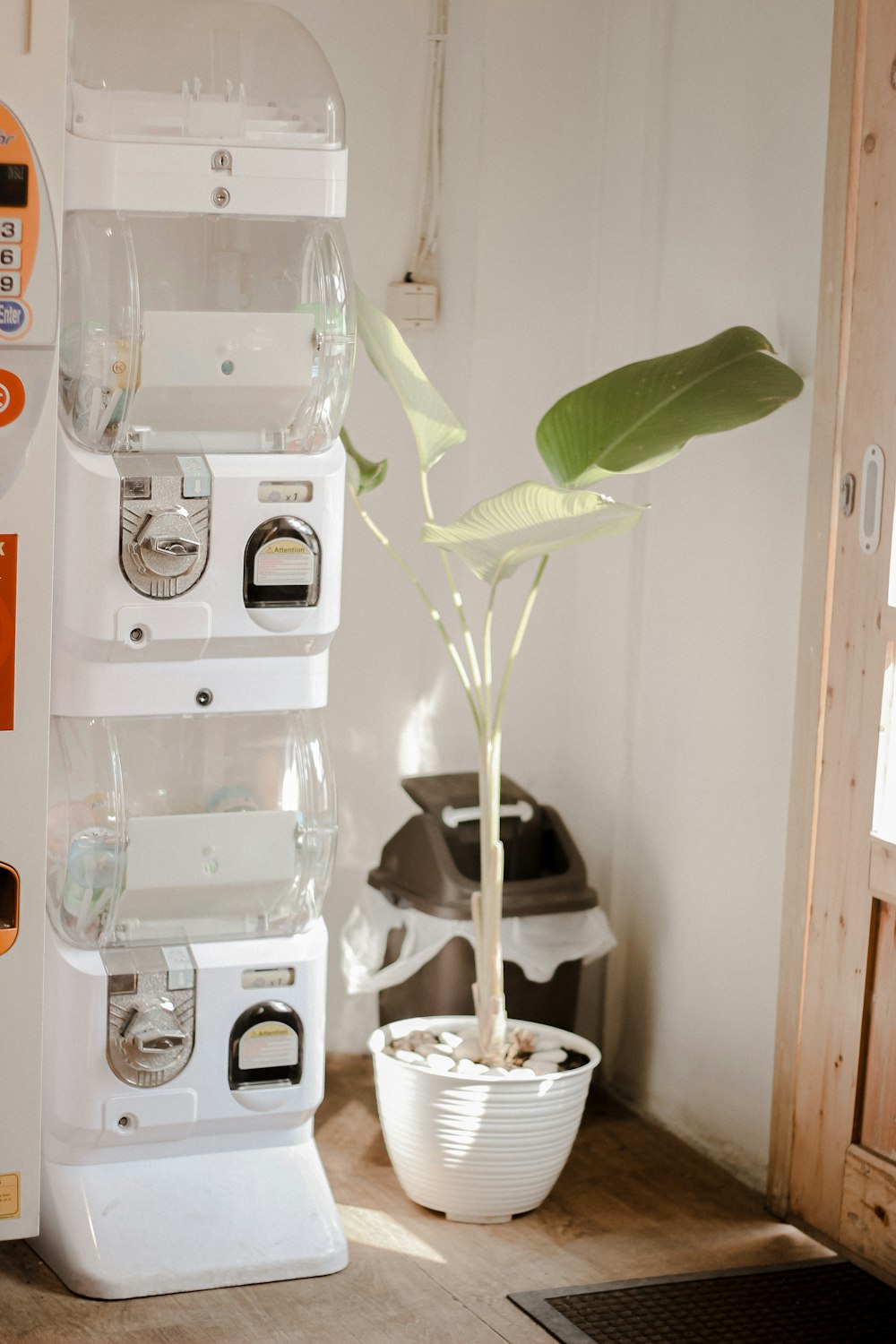 green plant in clear glass vase