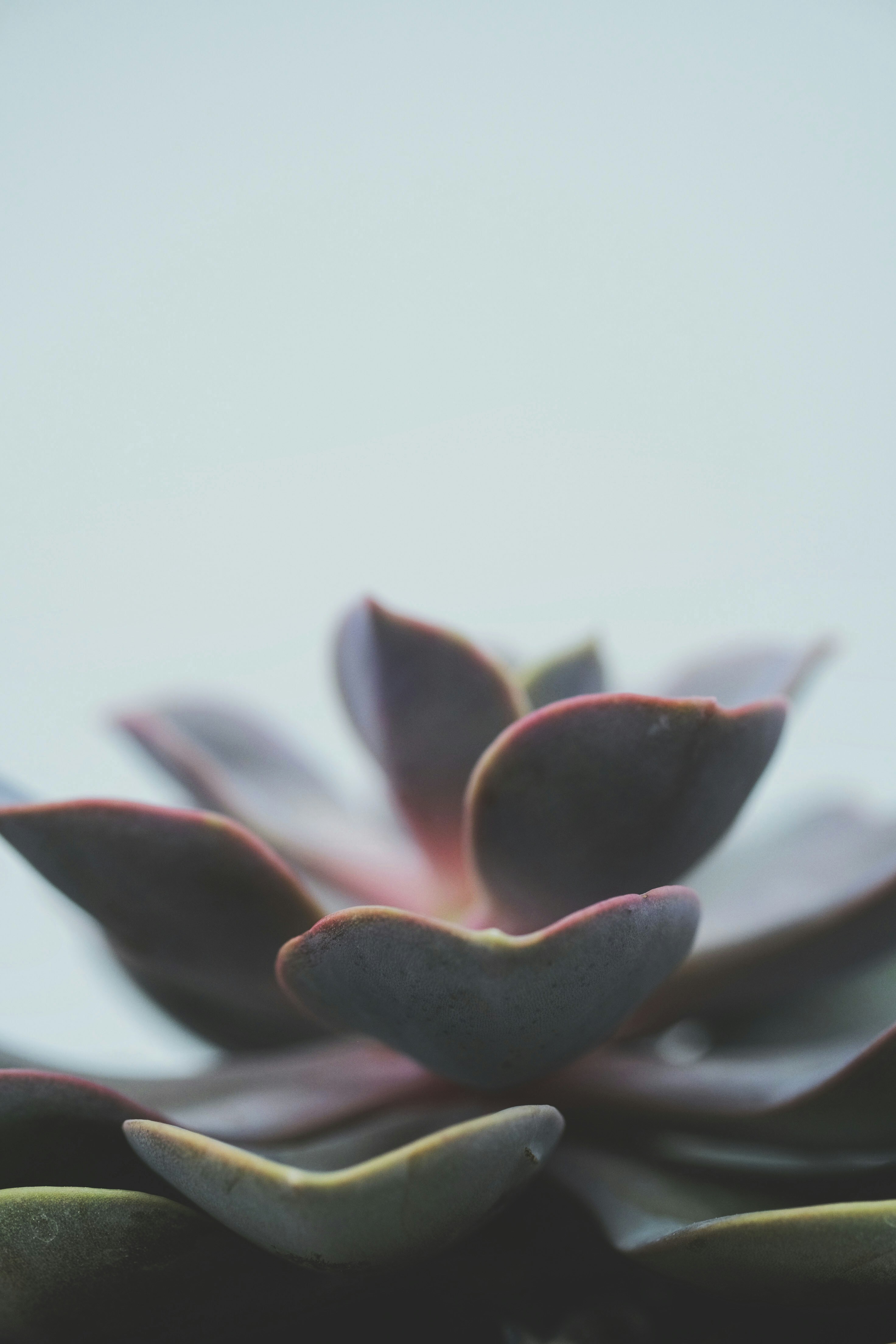 Photo by feeypflanzen