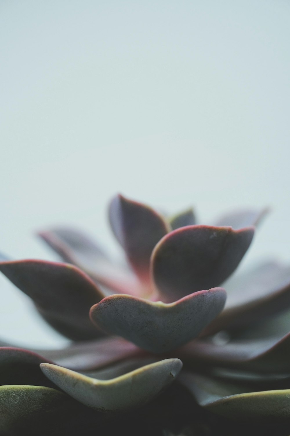 white and purple flower buds