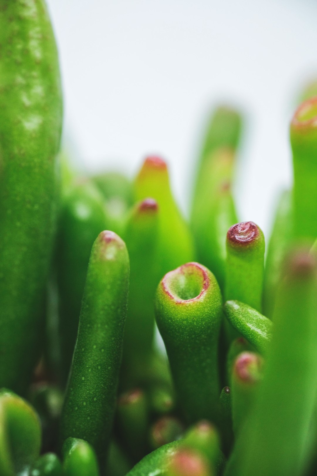 green plant stem in close up photography